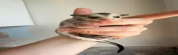 Sugar Glider rodents for sale: Sugar gliders available  - Advert 4