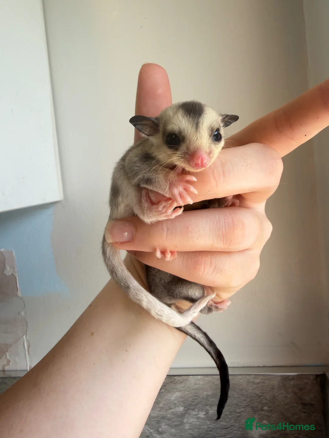 Sugar Glider rodents for sale: Sugar gliders available  - Advert 4