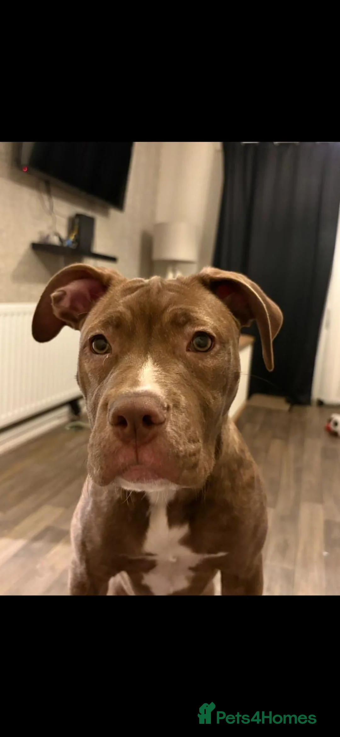 Mixed Breed dogs for sale: Female Cross Breed  - Advert 2