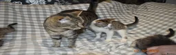 Mixed Breed cats for sale: 3 kittens for sale  - Advert 1