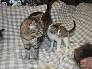 Mixed Breed cats 3 kittens for sale - Advert 9