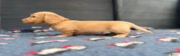 Miniature Dachshund dogs for stud: KC Health Tested Cream Miniature Dachshund Stud  - Advert 10