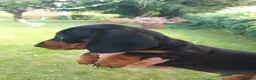 Miniature Dachshund dogs for sale: perfect true to type miniature Dachshund puppies   - Advert 5