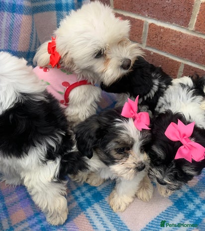 Maltipoo dogs - Advert 1