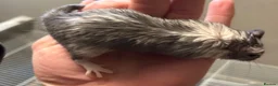 Gerbil rodents for sale: Gerbils - Advert 2