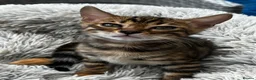 Bengal cats for sale: Bengal - Advert 2