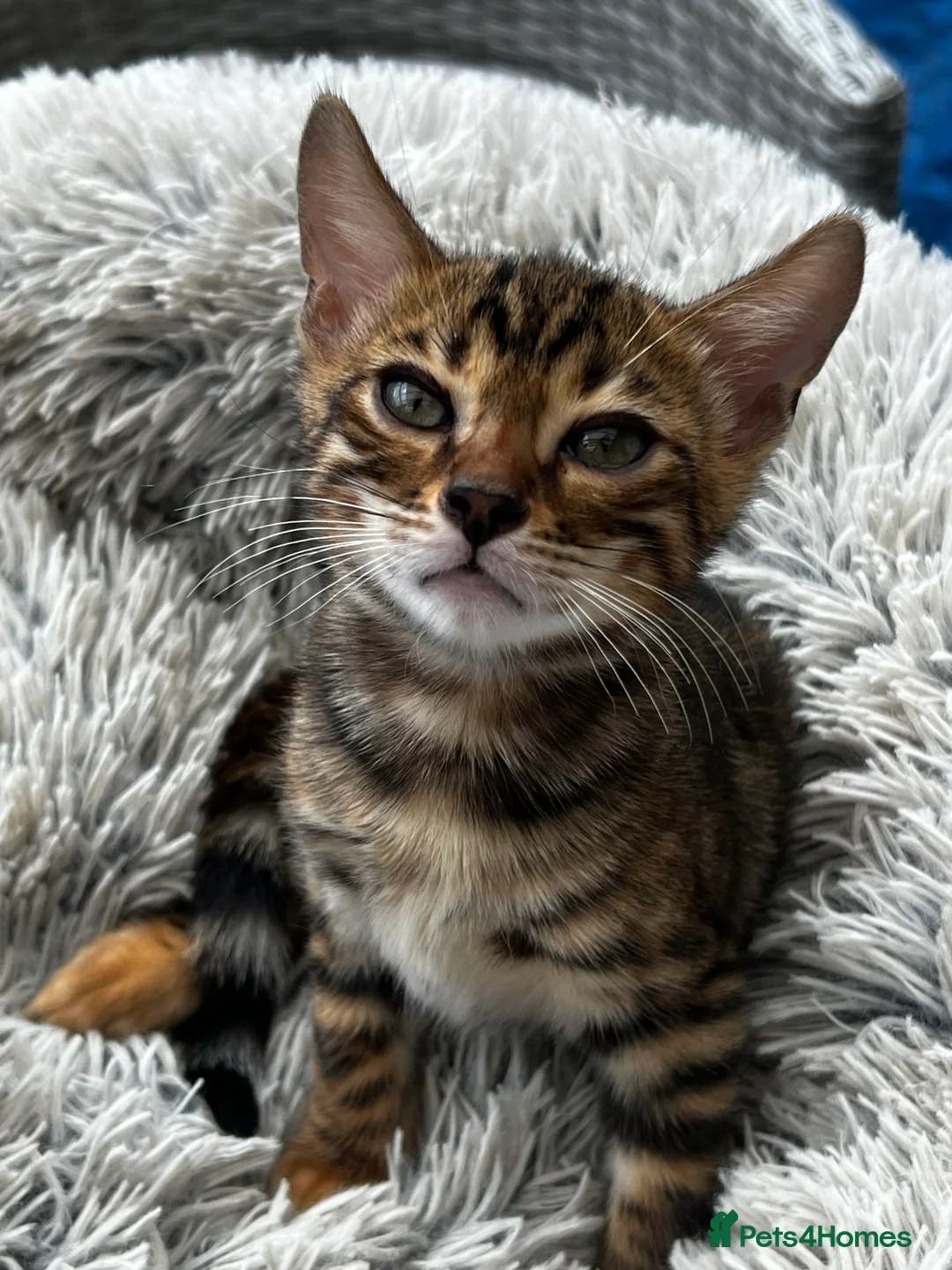 Bengal cats for sale: Bengal - Advert 2