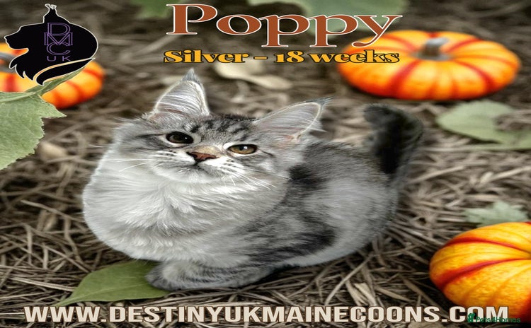 Maine Coon cats - Advert 9