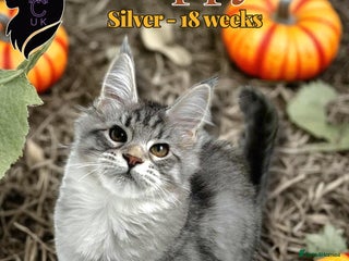 Maine Coon cats - Advert 10