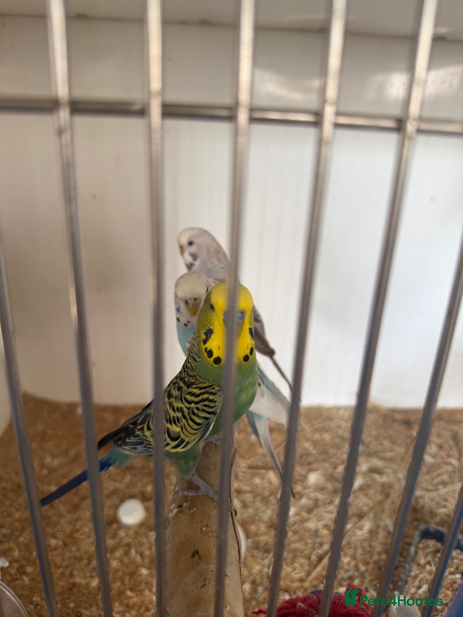 Budgerigars birds Lots of budgies - Advert 2