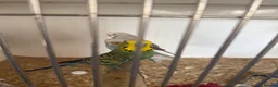 Budgerigars birds for sale: Lots of budgies - Advert 2