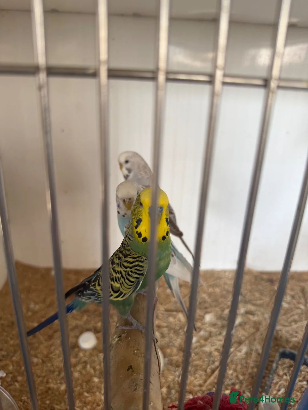 Budgerigars birds for sale: Lots of budgies - Advert 2