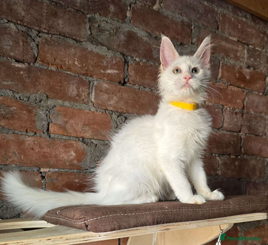 Maine Coon cats for sale: TICA MaineCoon Boy - Neutered  - Advert 26