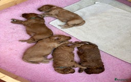 Goldendoodle dogs for sale: Stunning F2B Goldendoodles - Image 20