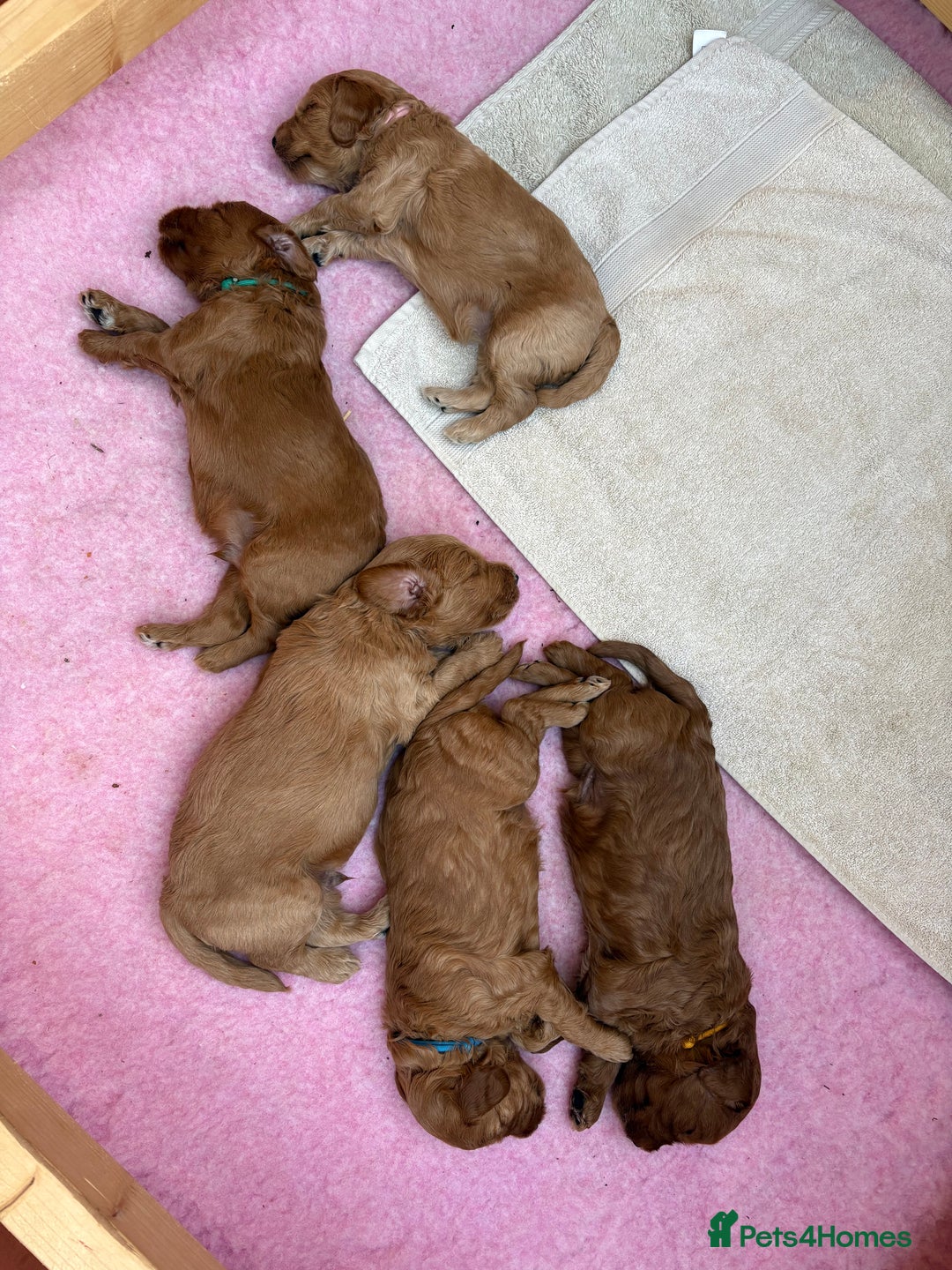Goldendoodle dogs for sale: Stunning F2B Goldendoodles - Image 20