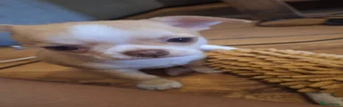 Chihuahua 2
