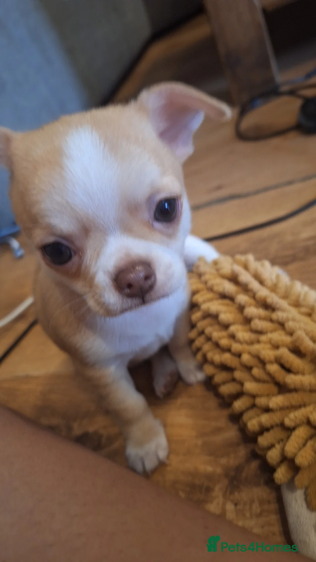 Chihuahua dogs for sale: 2 beautiful chihuahuas  - Advert 2
