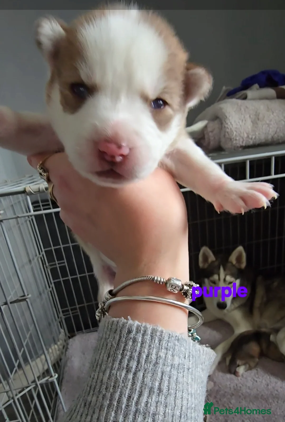 Siberian Husky dogs for sale: Husky puppies  - Advert 26
