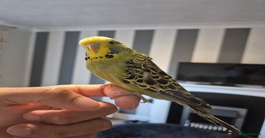 Budgerigars birds - Advert 5