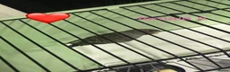 Budgerigars birds for sale: Black face budgies  - Advert 12