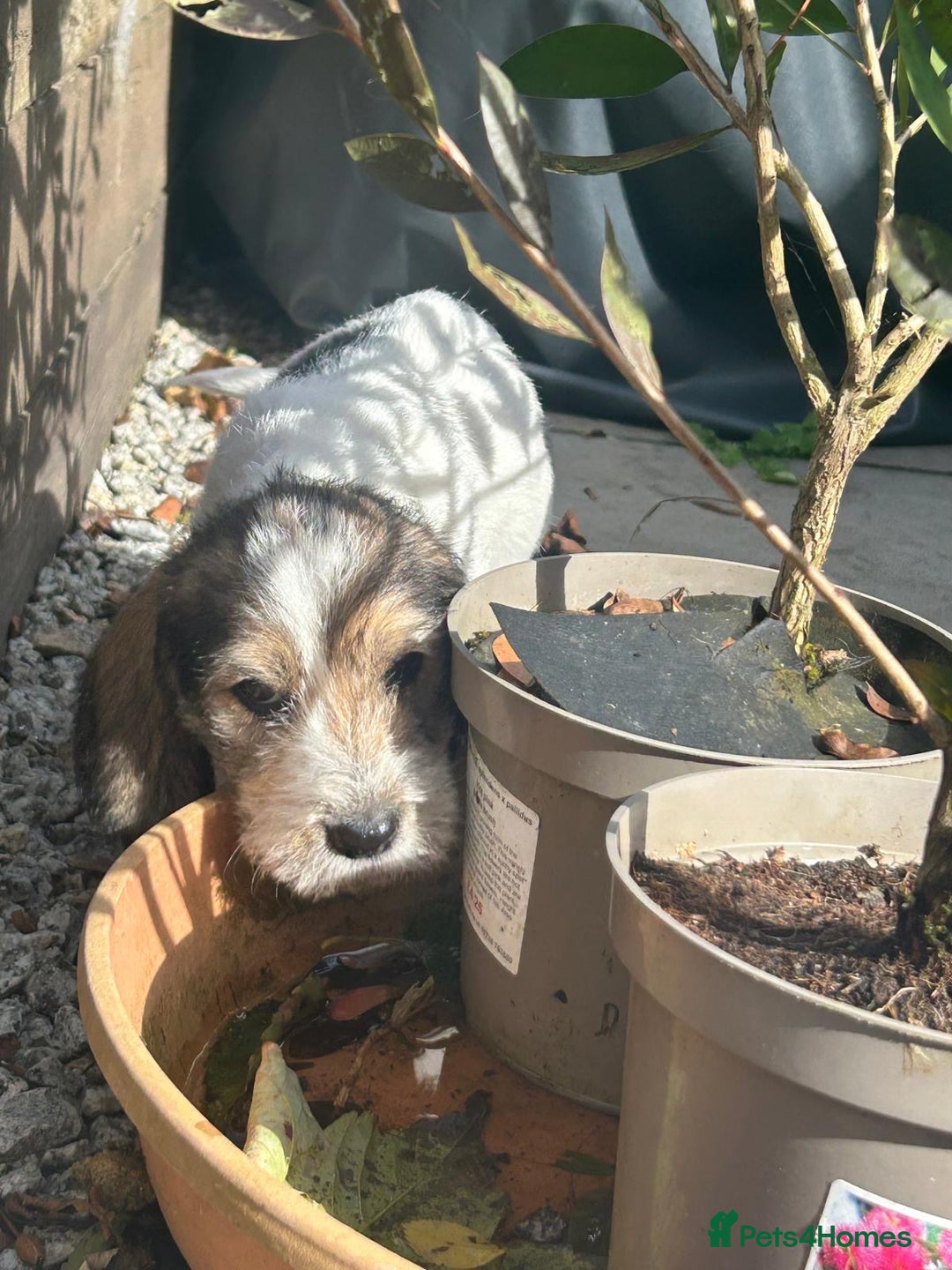 Basset Griffon Vendeen dogs for sale: Griffon petit basset Vendeen tricolor  - Image 7