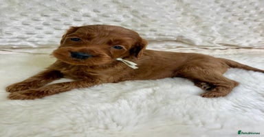 Goldendoodle dogs - Advert 3