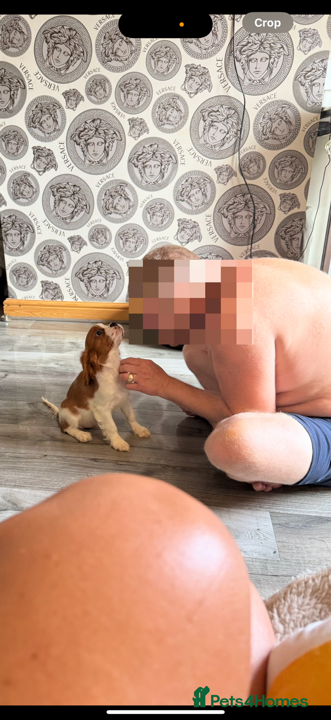 Cavalier King Charles Spaniel dogs for sale: Ready now Kennel club dna  clear cavalier puppies  - Image 5