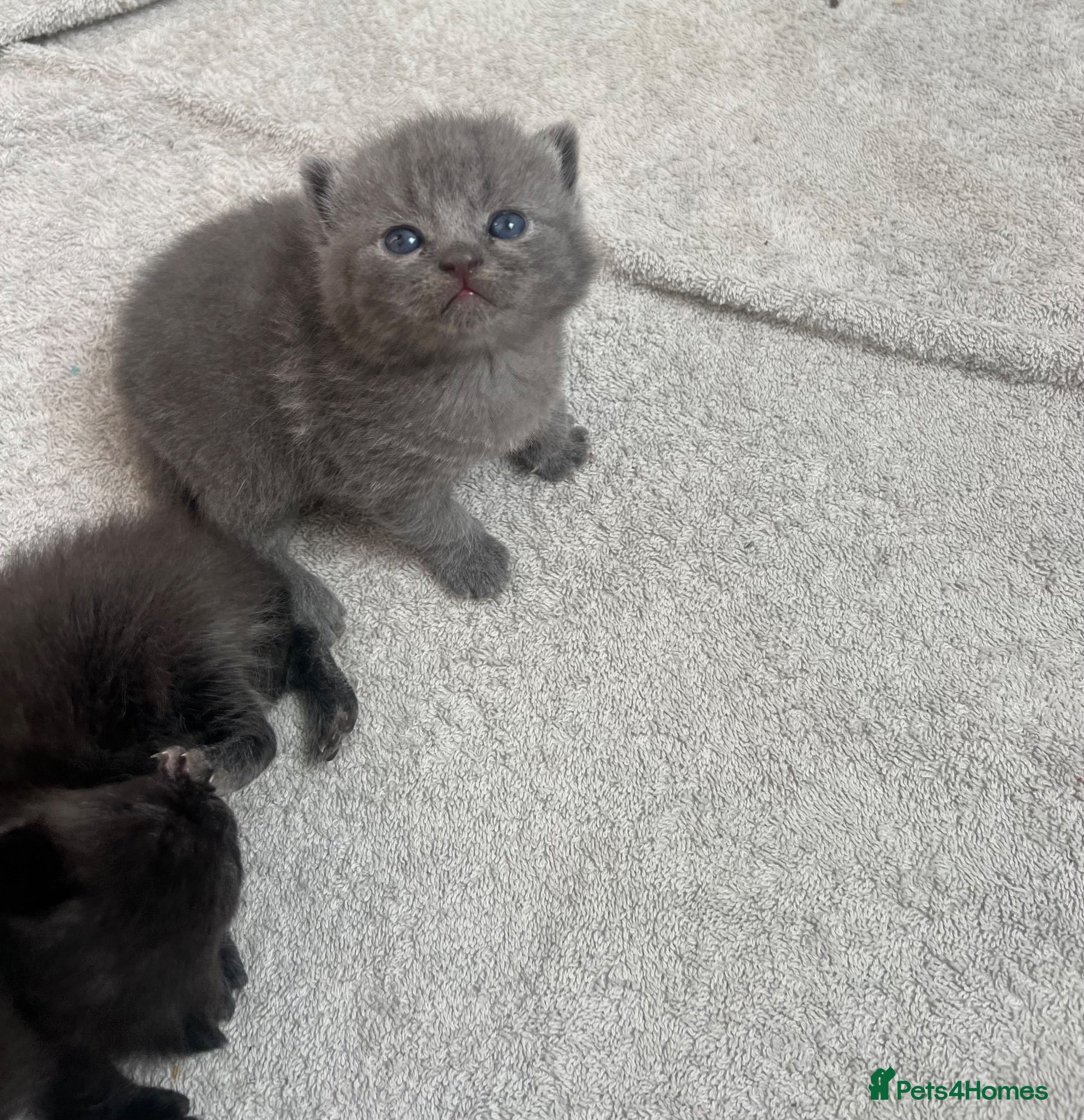 British Shorthair cats British shorthair cross kittens - Advert 13