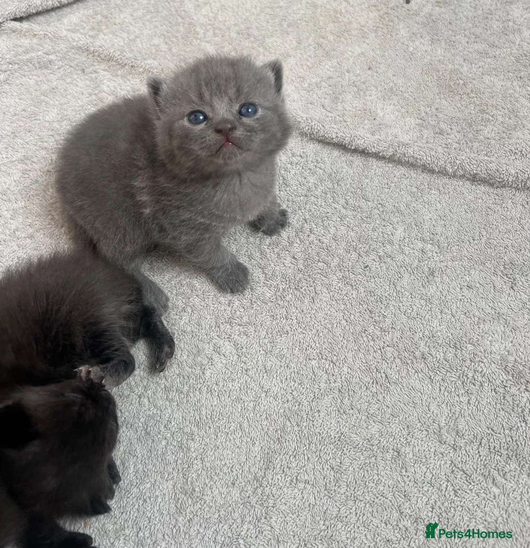 British Shorthair cats for sale: British shorthair cross kittens - Advert 1