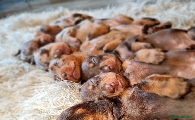 Miniature Dachshund dogs - Advert 7