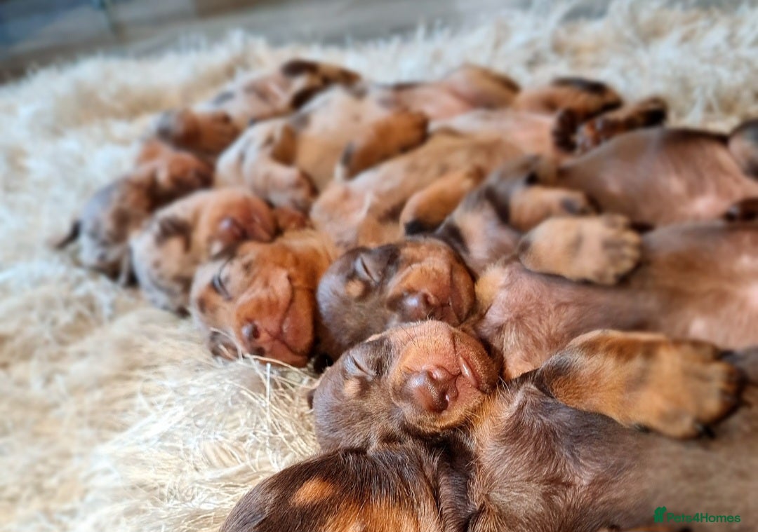 Miniature Dachshund dogs for sale: 💜Extra miniature chocholate dapple daschunds💜  - Image 20
