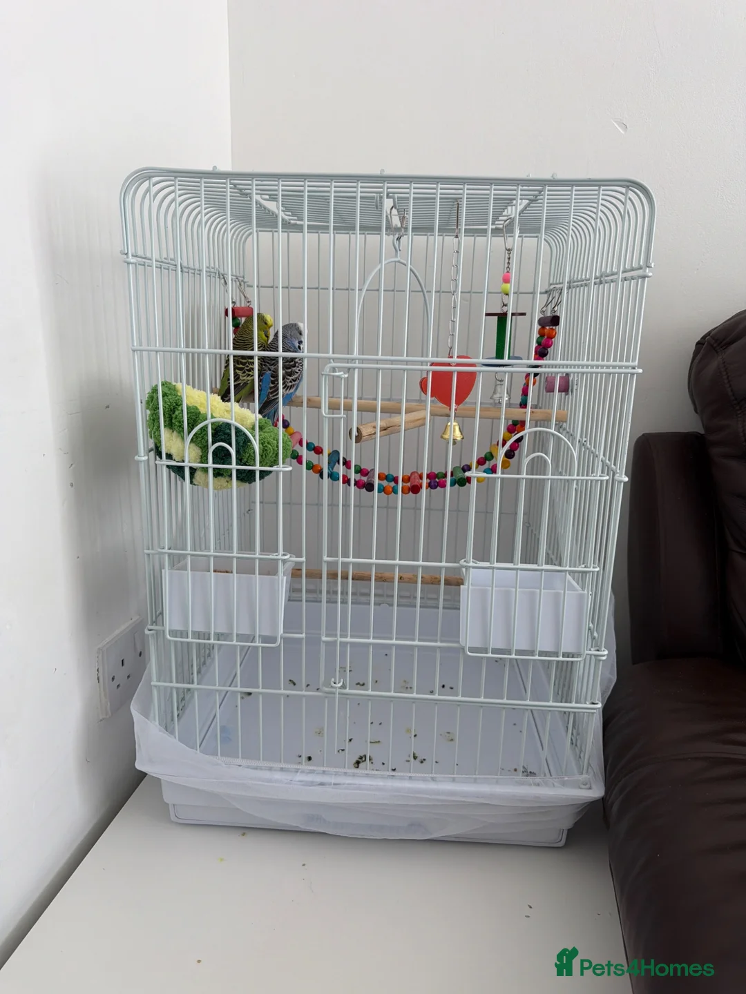 Budgerigars birds for sale: Budgies - Advert 2