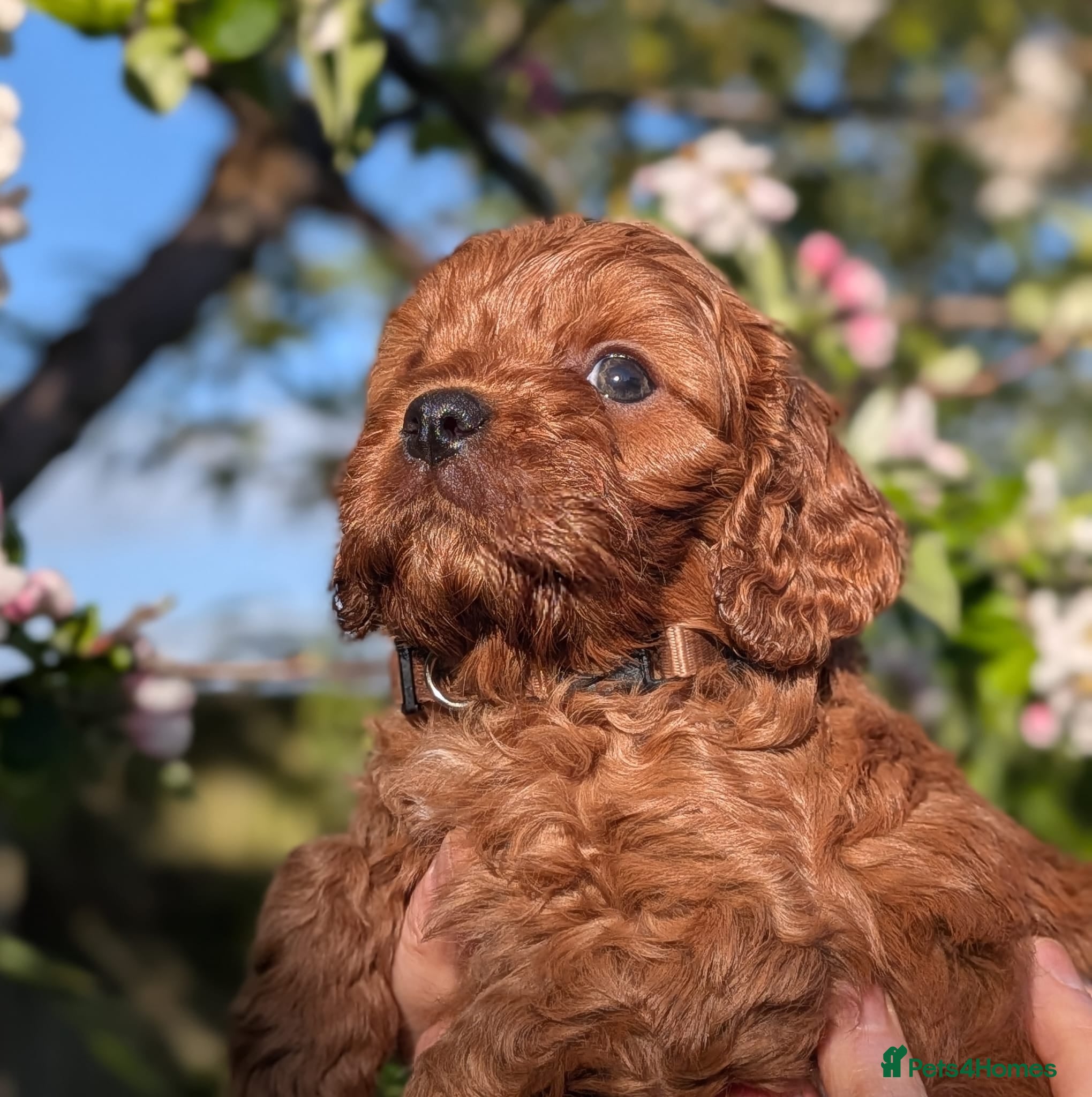 Cavapoo dogs Gorgeous, rare 'Splash' Cavapoo puppies - Advert 2