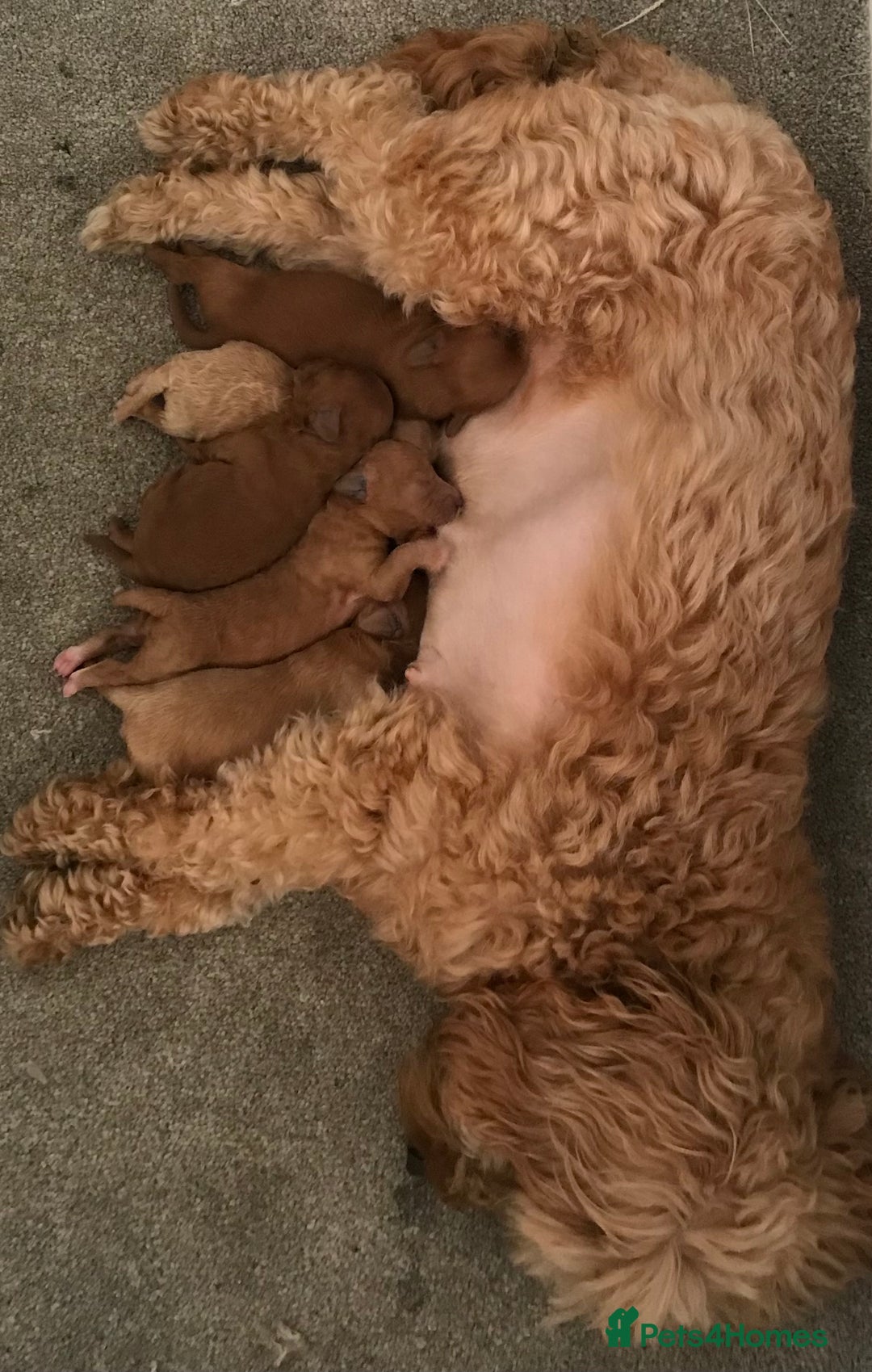 Cockapoo dogs for sale: Toy F1B cockapoo pups - Image 17