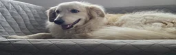 Mixed Breed dogs for adoption: Gorgeous Catie 💜 Looking for her Soul mate in Boston - Advert 3
