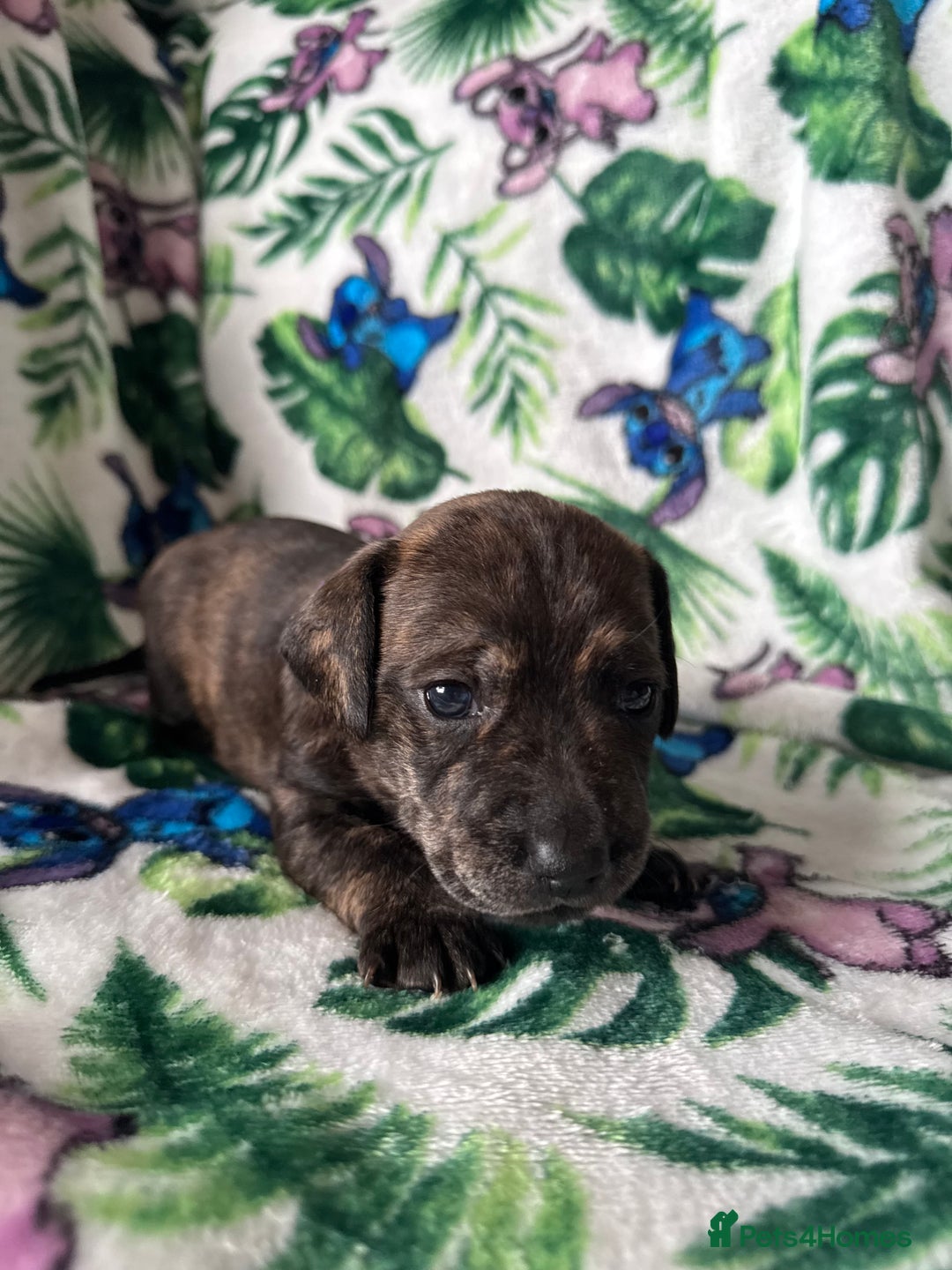 Mixed Breed dogs for sale: Beautiful Daffys - staffy cross dachshund  - Image 6