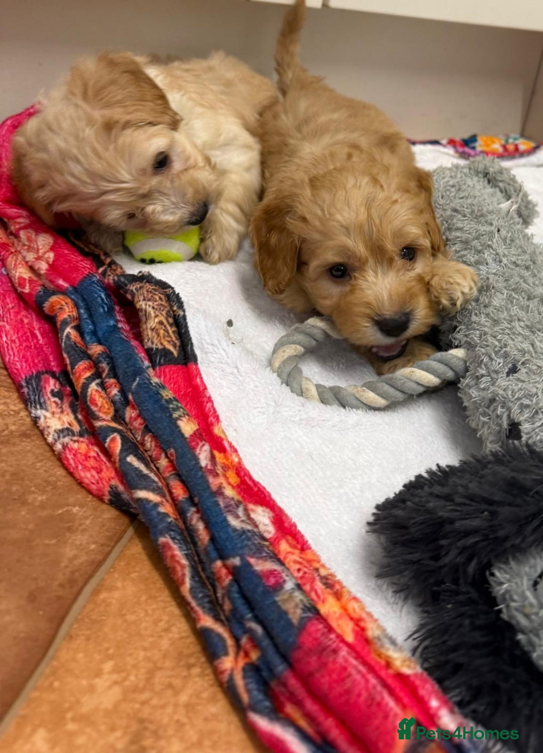 Cockapoo dogs for sale: Bred From Health Tested Parents - Advert 17