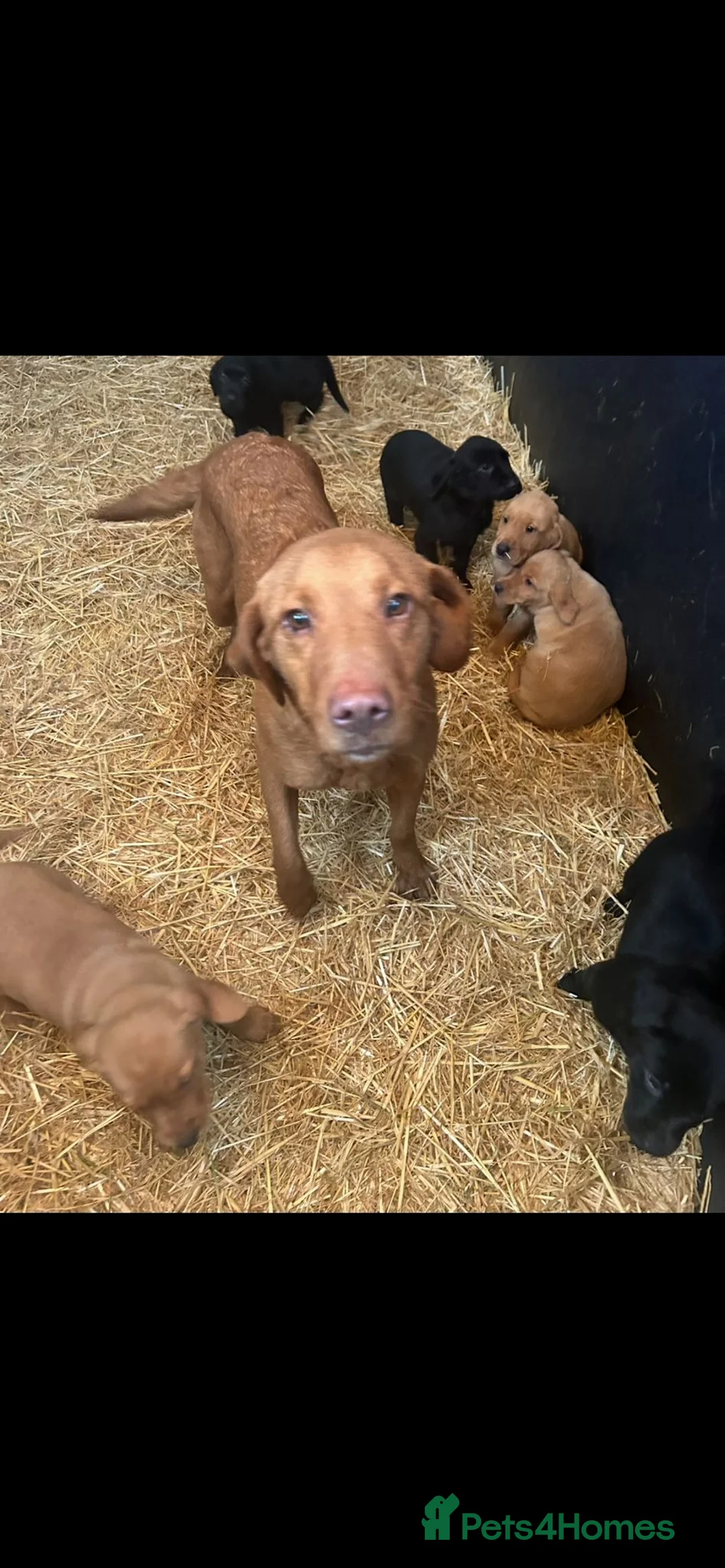 Labrador Retriever dogs for sale: Beautiful Puppies Raised in Our Family Home - Advert 1
