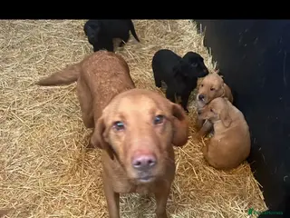 Labrador Retriever dogs Beautiful Puppies Raised in Our Family Home - Advert 10