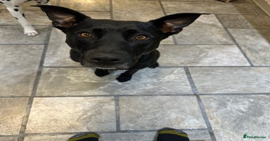 Mixed Breed dogs - Advert 6