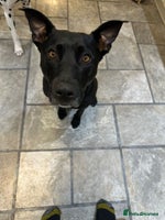 Mixed Breed dogs - Advert 6