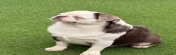 Pug dogs for sale: Kc Lilac tan panda male  - Advert 12