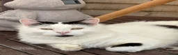 Mixed Breed cats for sale: New home wanted in Evesham - Advert 1