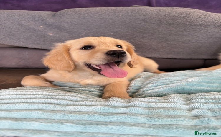 Golden Retriever dogs - Advert 9