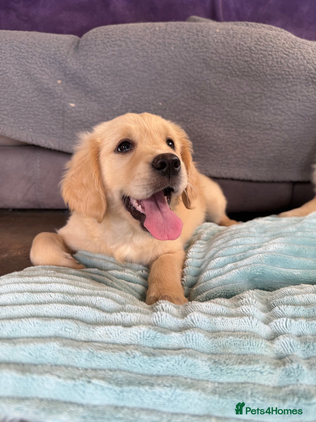 Golden Retriever dogs for sale: KC registered/Health tested Golden Retrievers  - Image 1