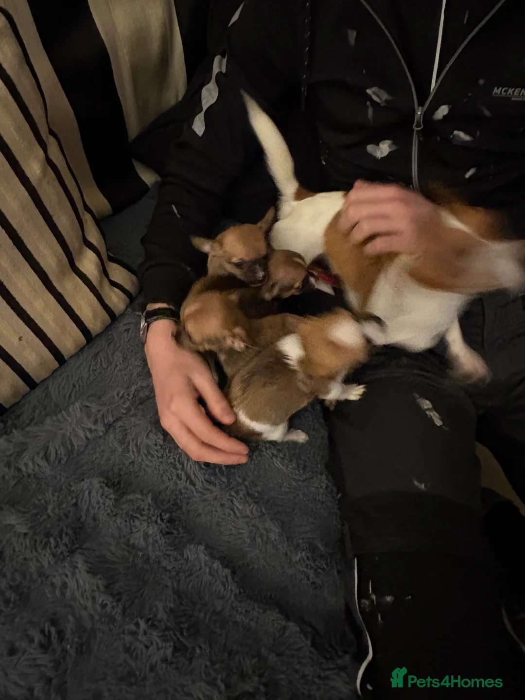 Mixed Breed dogs for sale: Jackawawa pups  - Advert 29