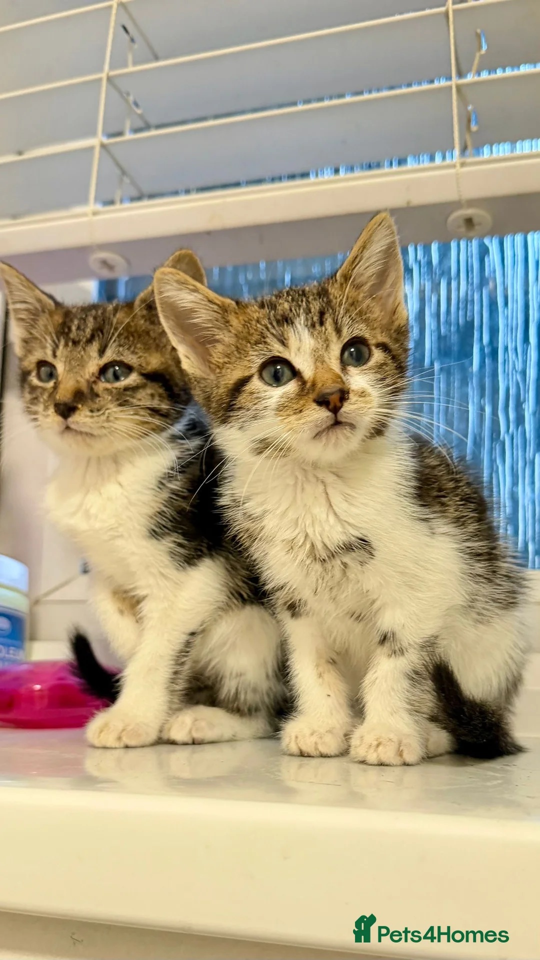 Mixed Breed cats for sale: Ragdoll x kittens - Advert 3