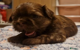 Shih Tzu dogs for sale: Imperial Shih Tzu - Image 10