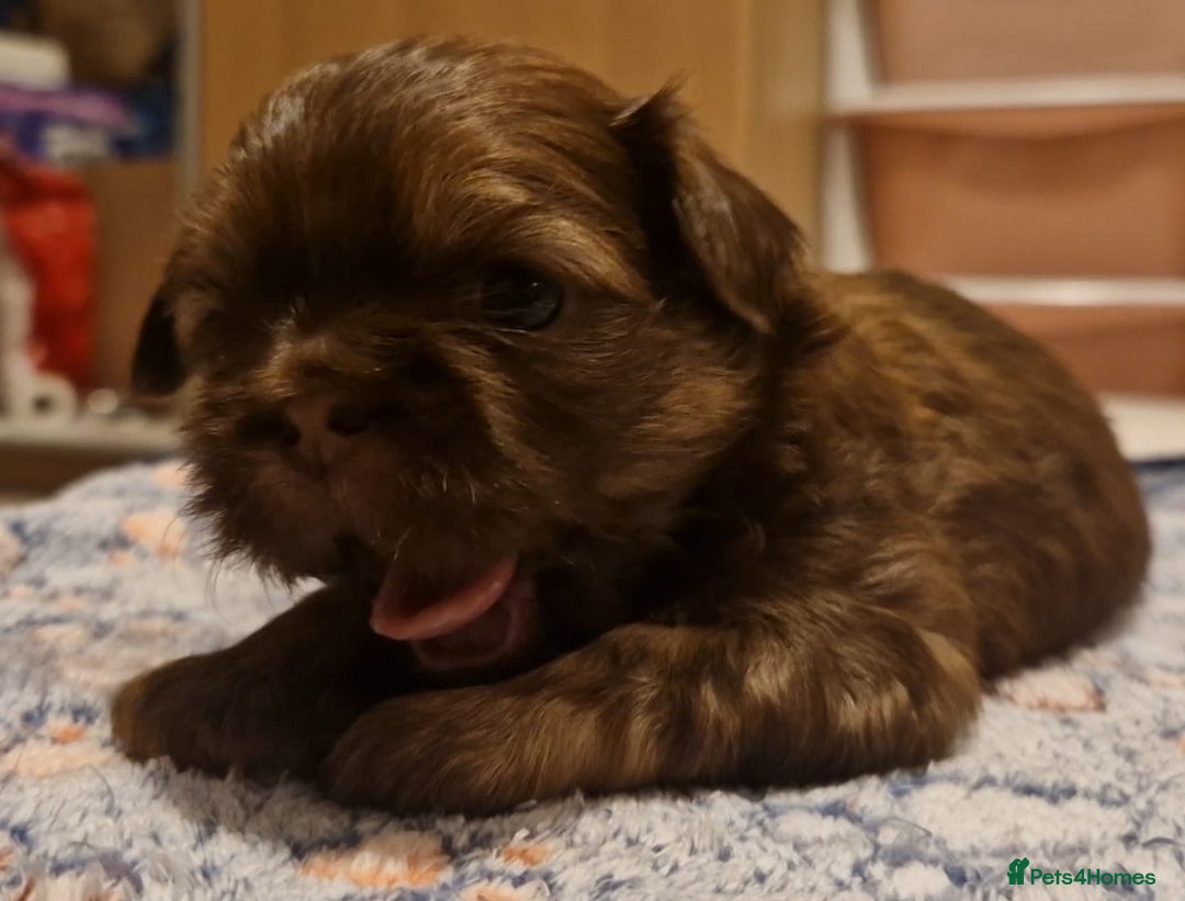 Shih Tzu dogs for sale: Imperial Shih Tzu - Image 10