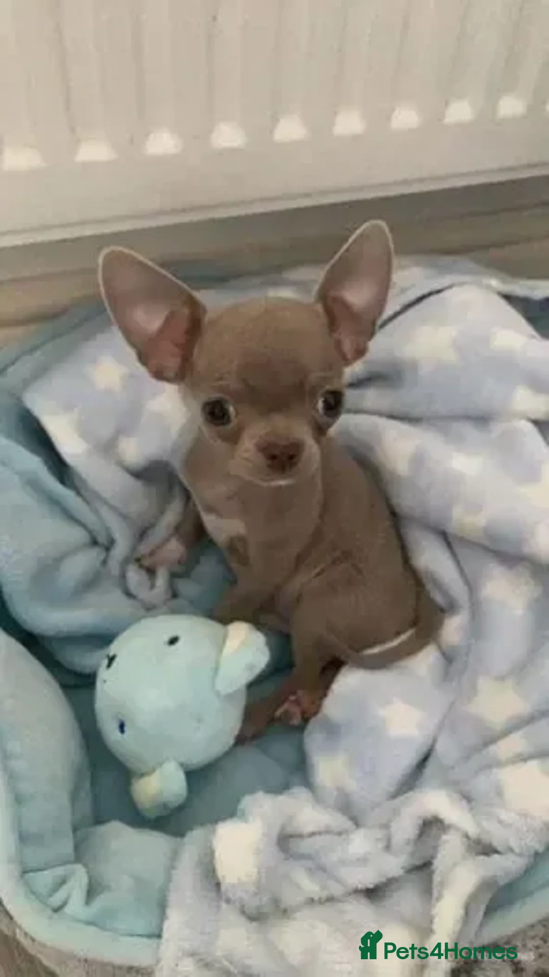 Chihuahua dogs for stud: **Well Proven Stud**- Stunning Lilac Smooth Coat  in Morecambe - Advert 5